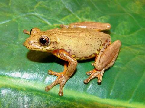 Image of Dendropsophus bogerti (Cochran & Goin 1970)