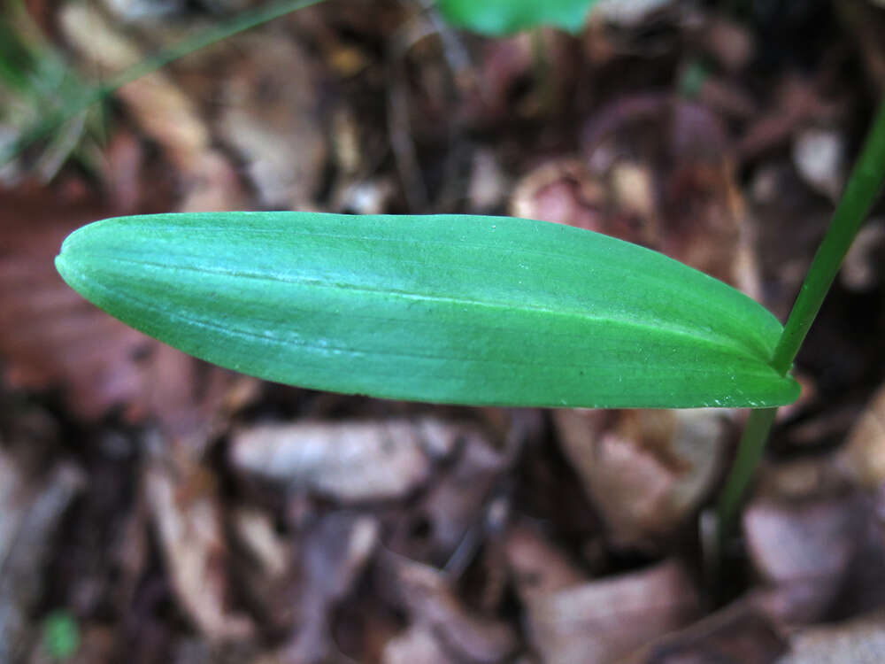 Imagem de Platanthera maximowicziana Schltr.