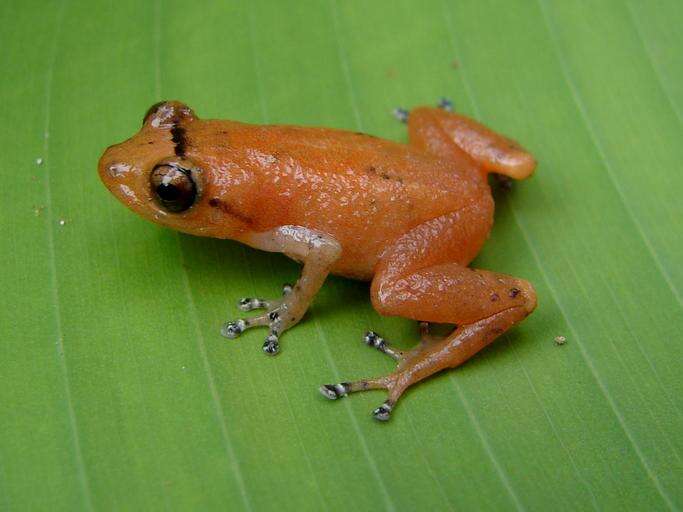 Image of Esmeraldas Robber Frog