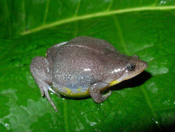 Image of Sapito Apuntado Bicolor