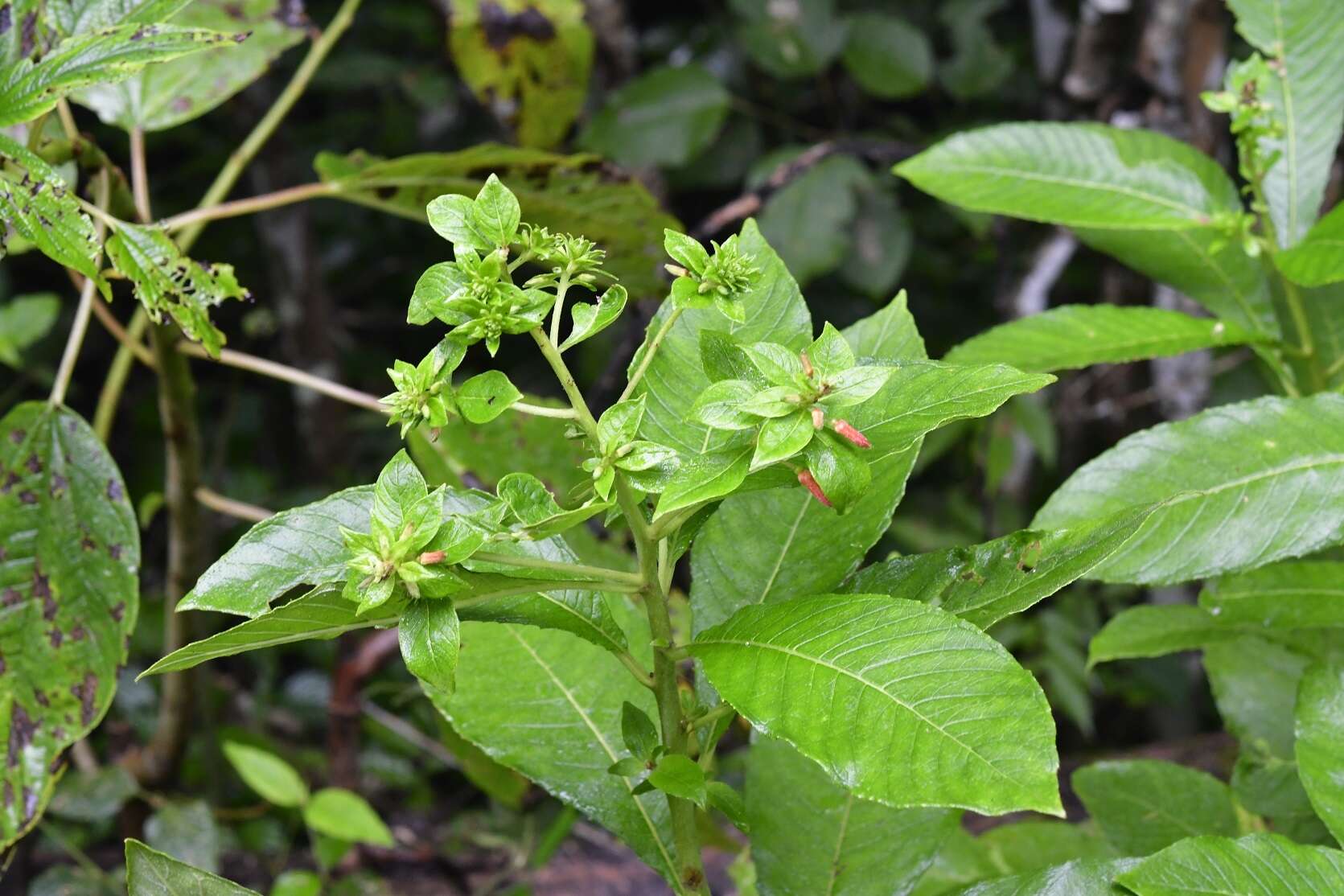 Image of Lopezia grandiflora subsp. macrophylla (Benth.) Plitmann, Raven & Breedlove