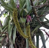 Image of Aechmea setigera Mart. ex Schult. & Schult. fil.