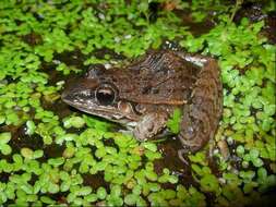 Image of rufous frog