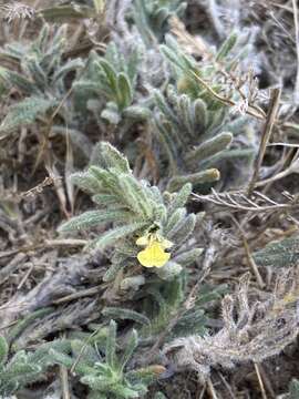 Image of Southern Bugle