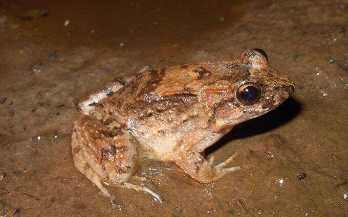 Image of Leptodactylus petersii (Steindachner 1864)