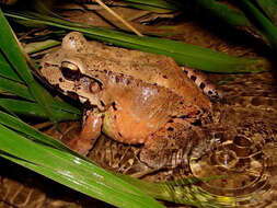 Image of Savage's Thin-toed Frog