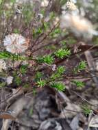 Image of Helichrysum calvertianum F. Müll.