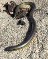 Image of California legless lizard