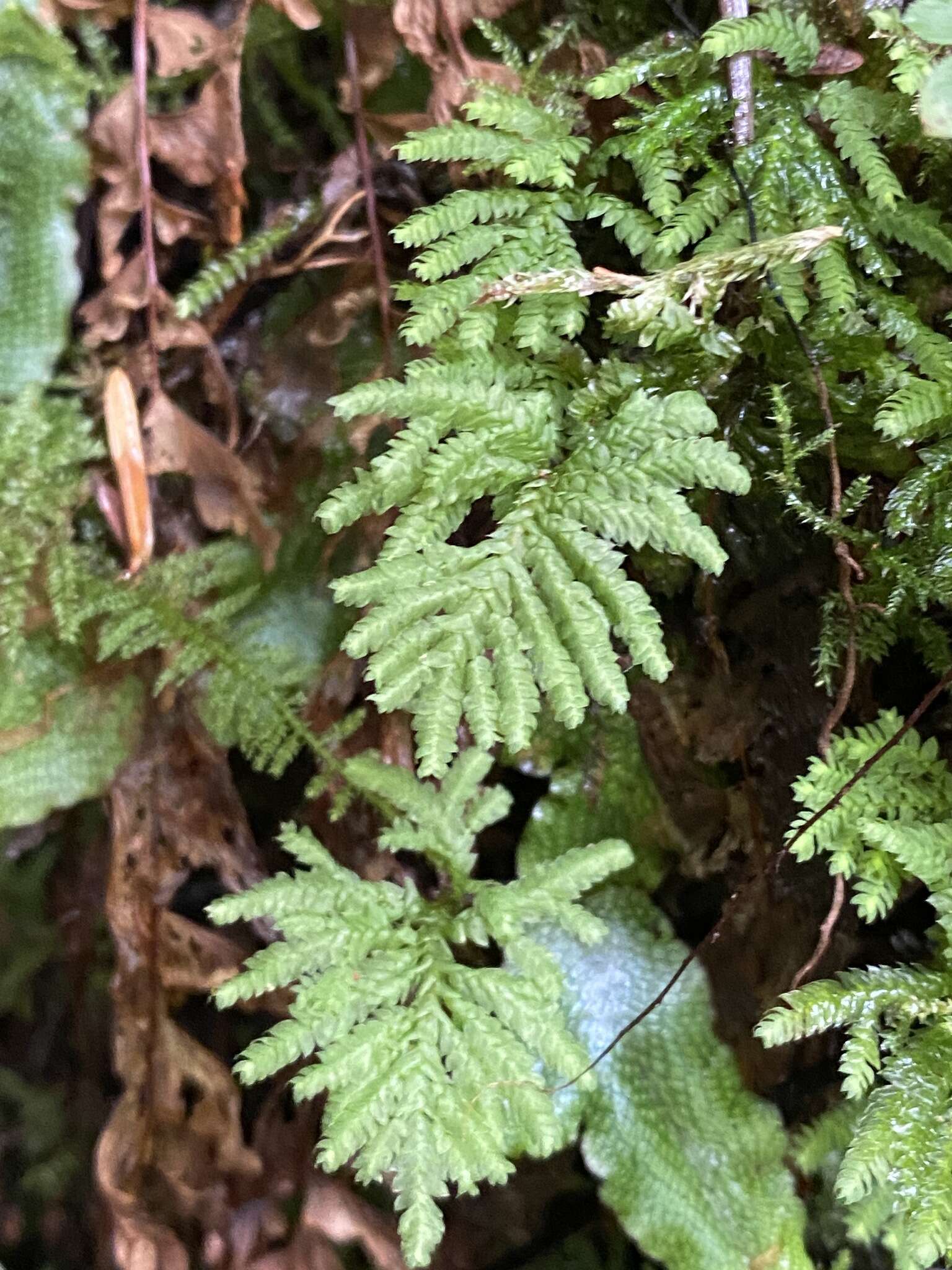 Plancia ëd Hypopterygium flavolimbatum C. Müller 1850