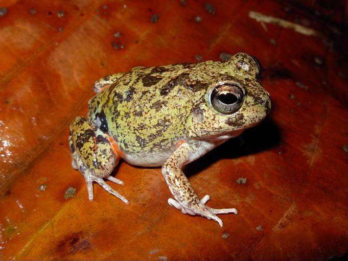 Image of Colombian Four-eyed Frog