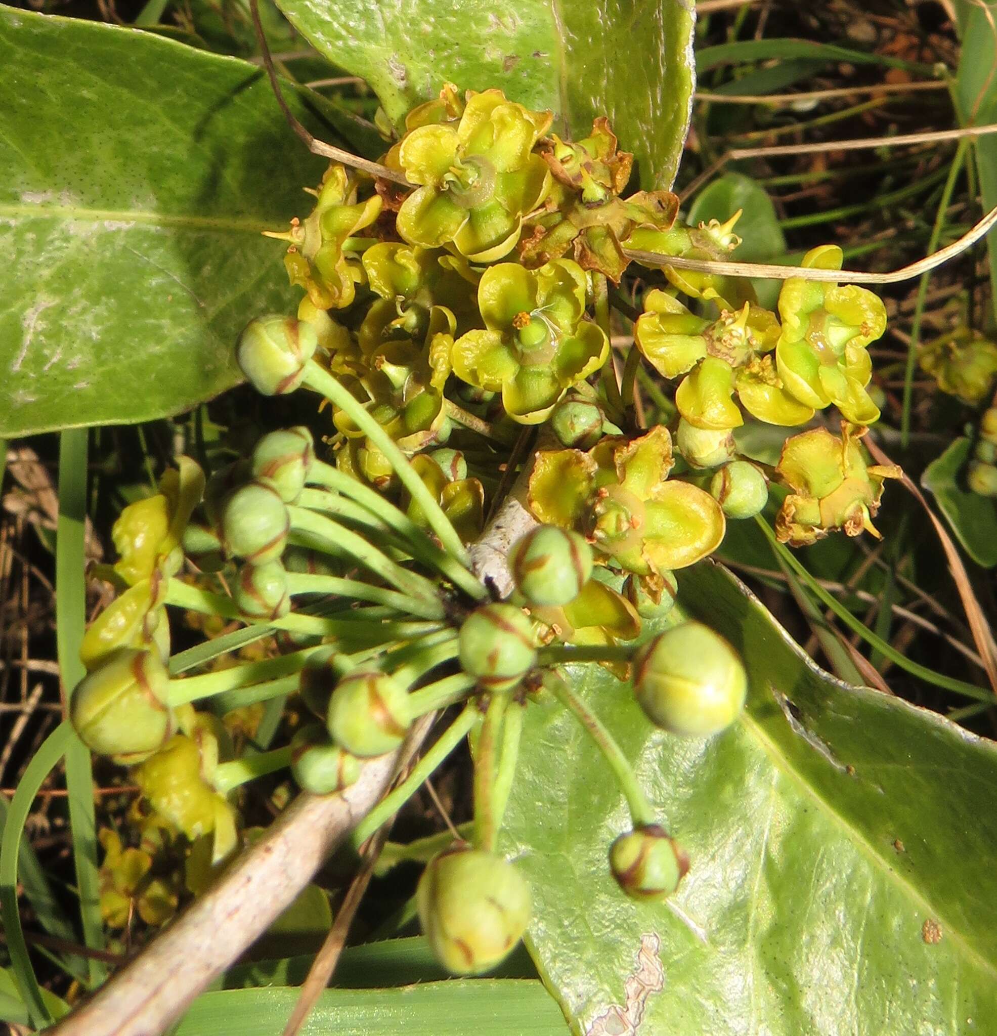 Image of Salacia kraussii (Harv.) Harv.