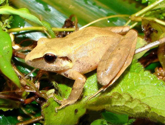 Imagem de Pristimantis achatinus (Boulenger 1898)