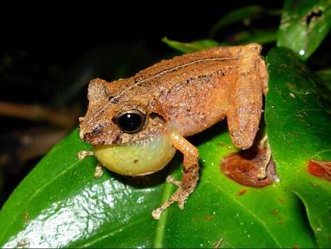 Image de Pristimantis boulengeri (Lynch 1981)