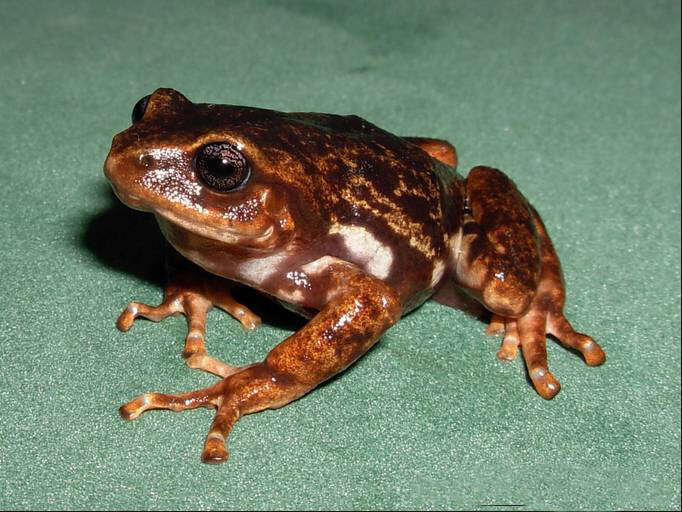 Image of Elegant Robber Frog