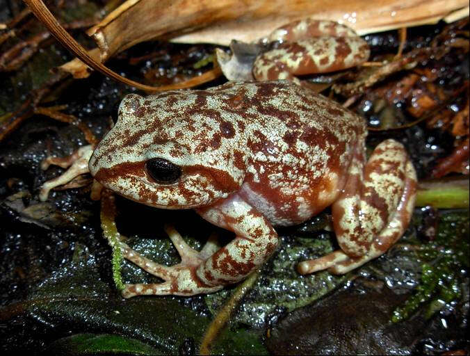 Image de Pristimantis elegans (Peters 1863)