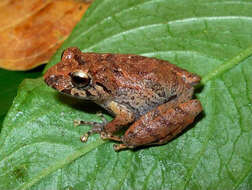 Image of Pristimantis paisa (Lynch & Ardila-Robayo 1999)