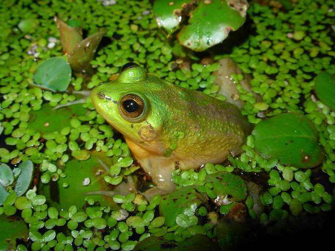 Image of Paradoxical Frog