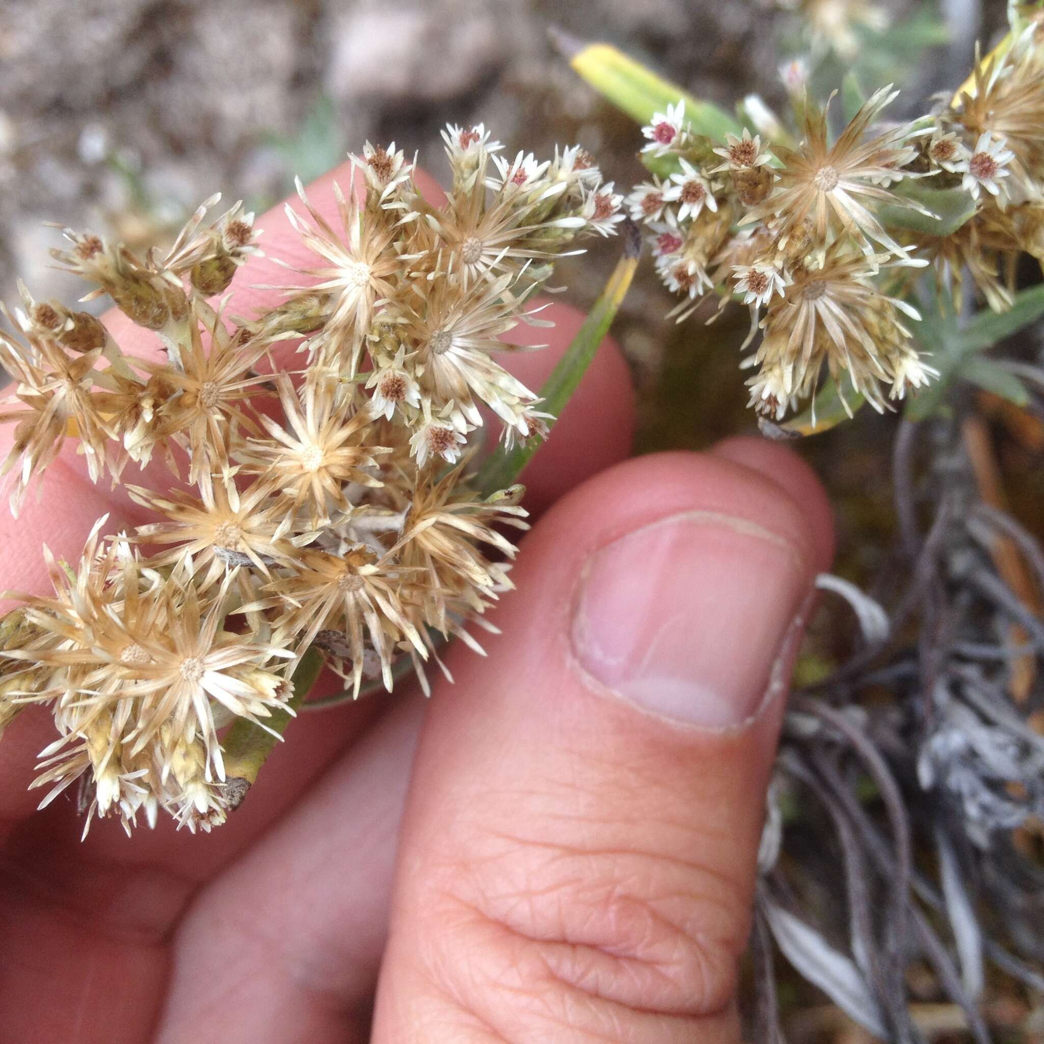 Plancia ëd Chionolaena salicifolia (Bertol.) G. L. Nesom