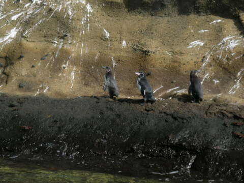 Imagem de Pinguim-das-galápagos