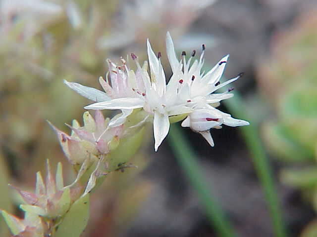 Sivun Sedum glaucophyllum R. T. Clausen kuva