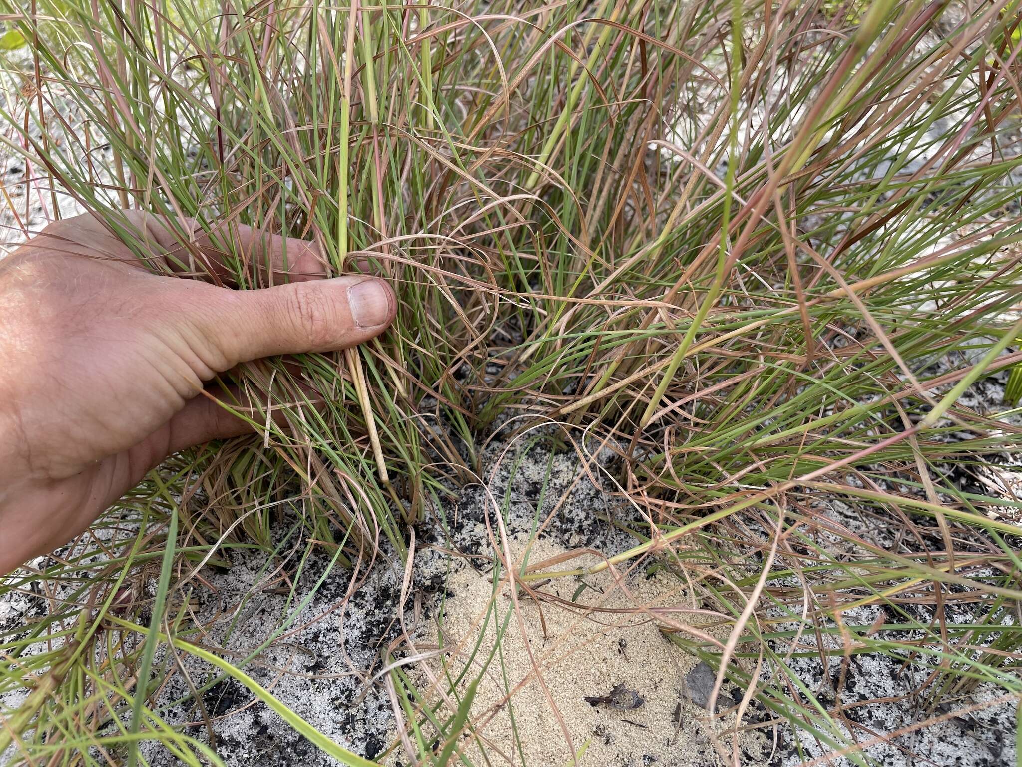 Image of Andropogon cumulicola