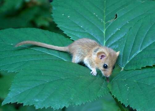 Image of hazel dormouse