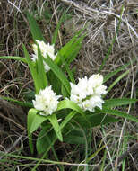 Cephalanthera longifolia (L.) Fritsch resmi