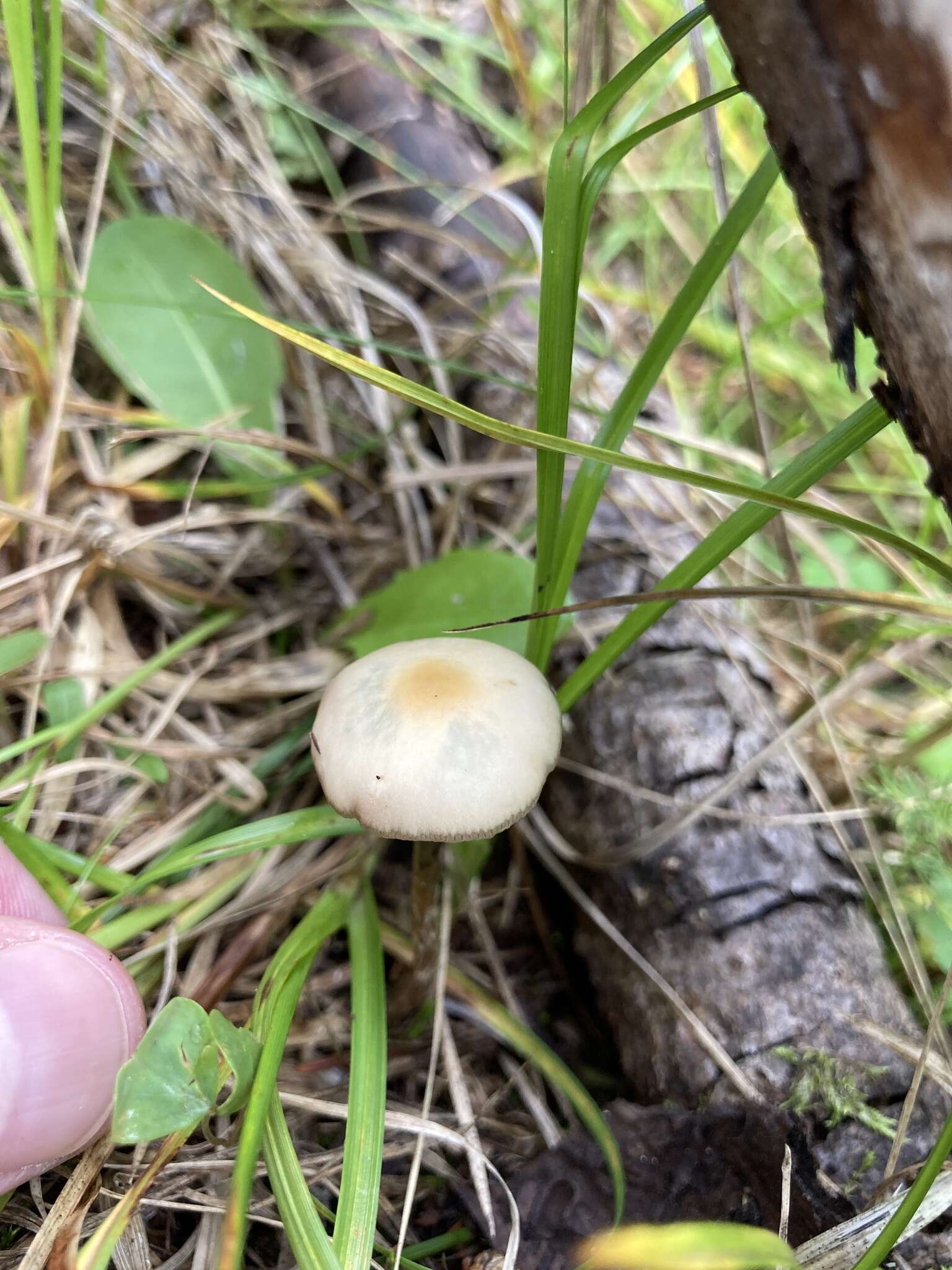 Слика од Psilocybe mescaleroensis Guzmán, Walstad, E. Gándara & Ram.-Guill. 2007