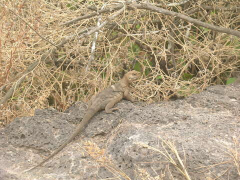 Image of Santa Fe Land Iguana