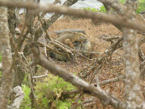 Image of Santa Fe Land Iguana