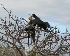 Image of frigatebirds