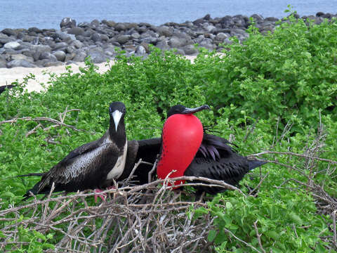 Image of frigatebirds