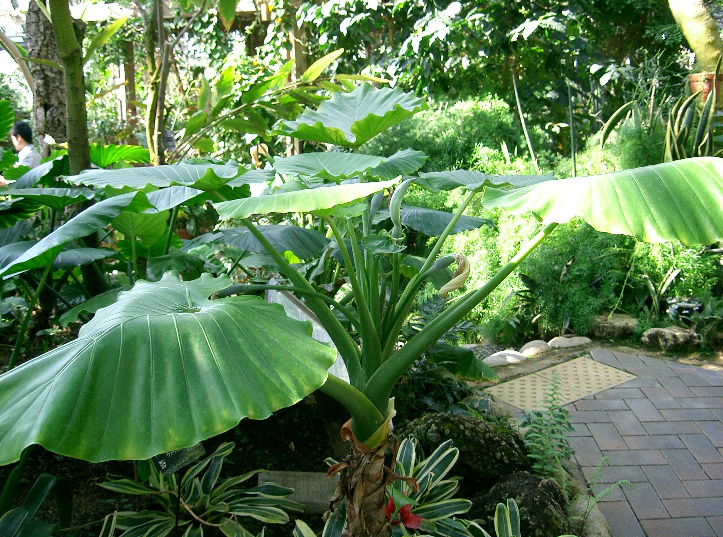 Image of Asian taro