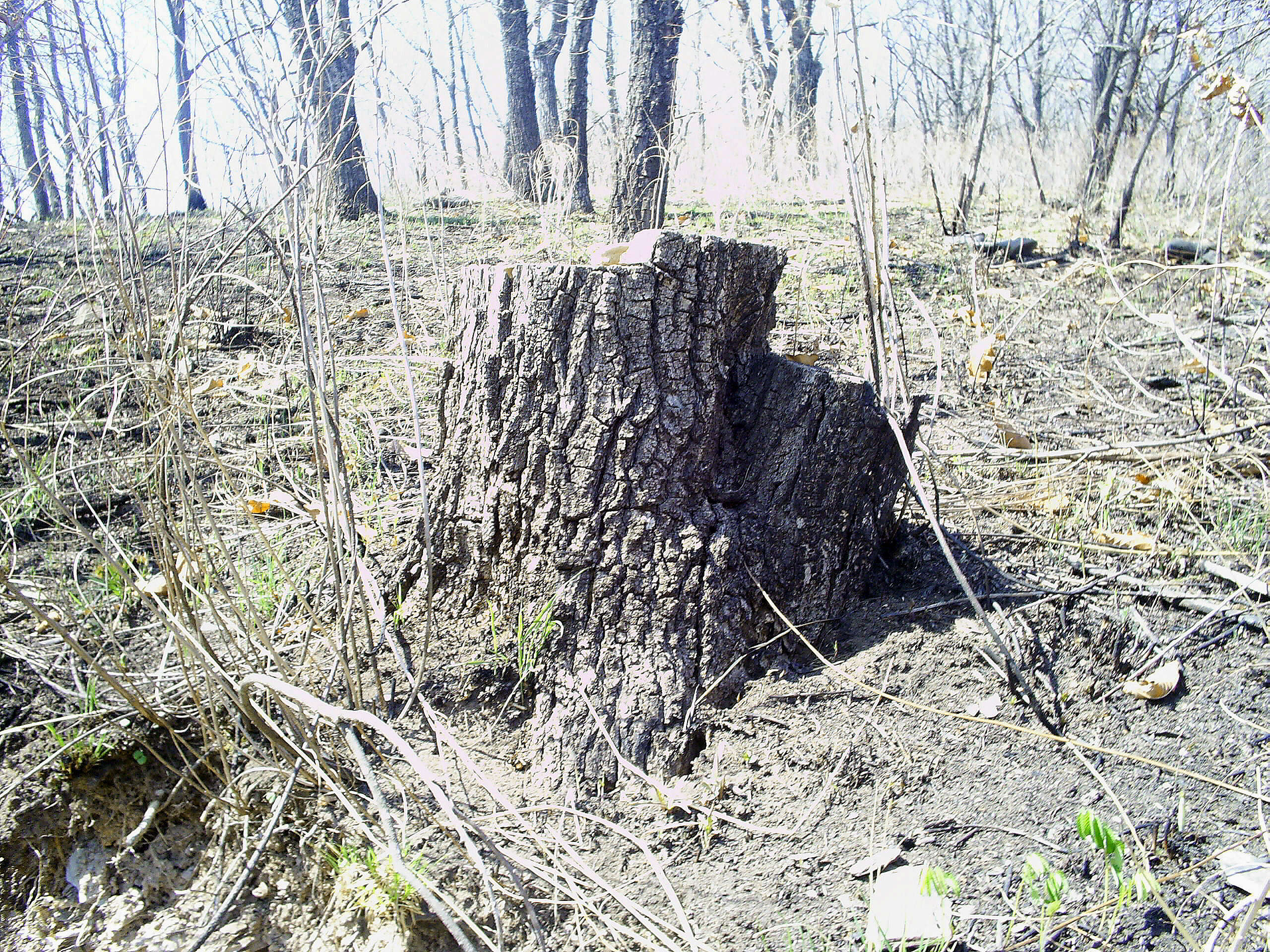 Quercus mongolica Fisch. ex Ledeb. resmi