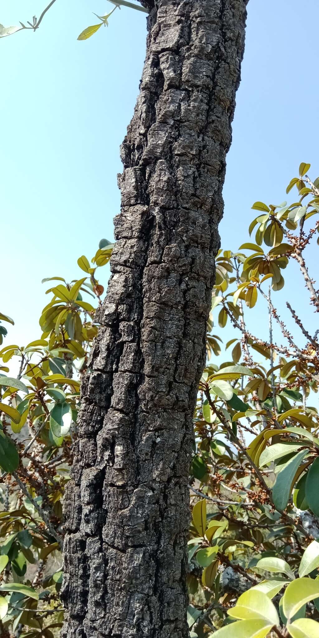 Image of Transvaal Cabbage Tree