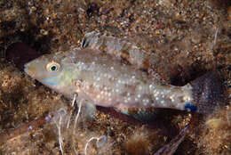 Image of Grey Wrasse