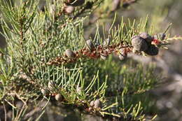 Image of Allocasuarina humilis (Otto & A. Dietr.) L. A. S. Johnson