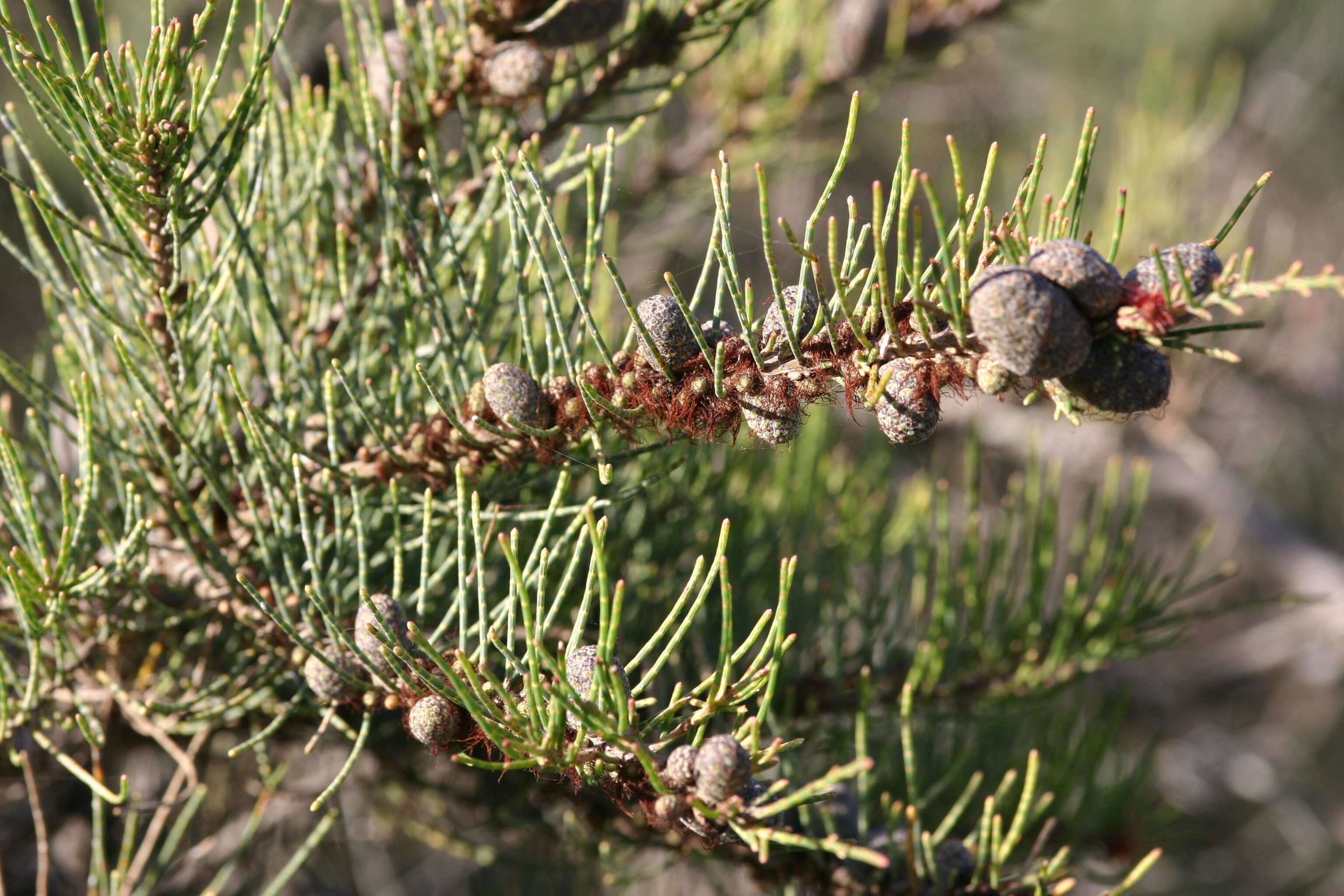 Image of Allocasuarina humilis (Otto & A. Dietr.) L. A. S. Johnson