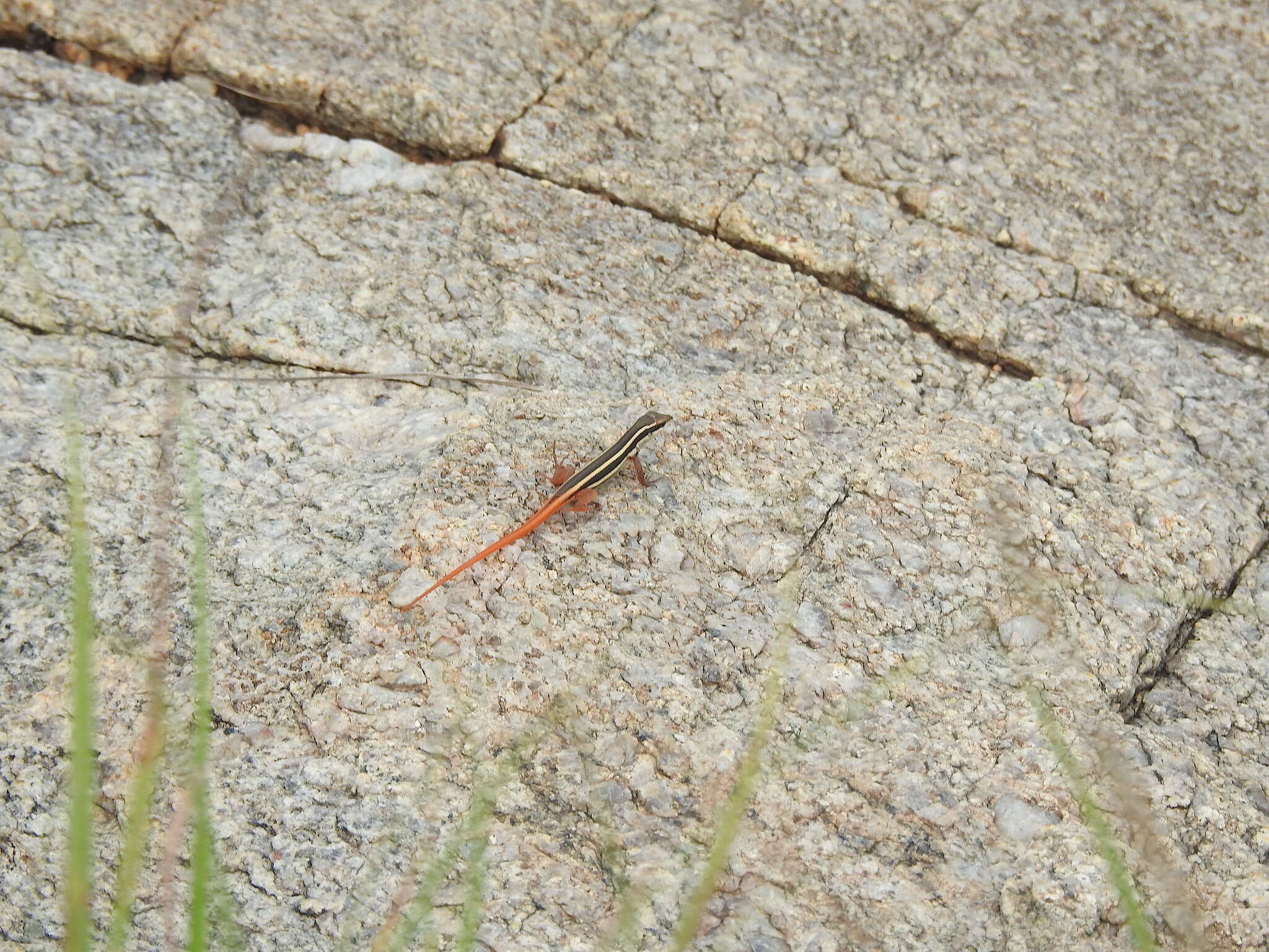 Imagem de Ophisops leschenaultii (Milne-edwards 1829)