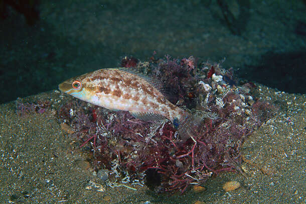 Image of Grey Wrasse