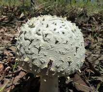 Image of Amanita pyramidifera D. A. Reid 1978