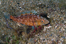 Image of Grey Wrasse