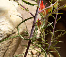 Image of Wyoming Indian paintbrush