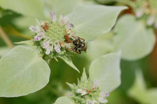 Image of Halictus confusus Smith 1853