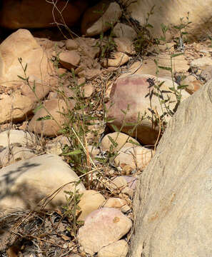 Image of branched noseburn