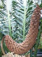 Image of Kozi Cycad