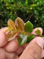 Image de Eurya crenatifolia (Yamamoto) Kobuski