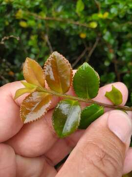 Image de Eurya crenatifolia (Yamamoto) Kobuski