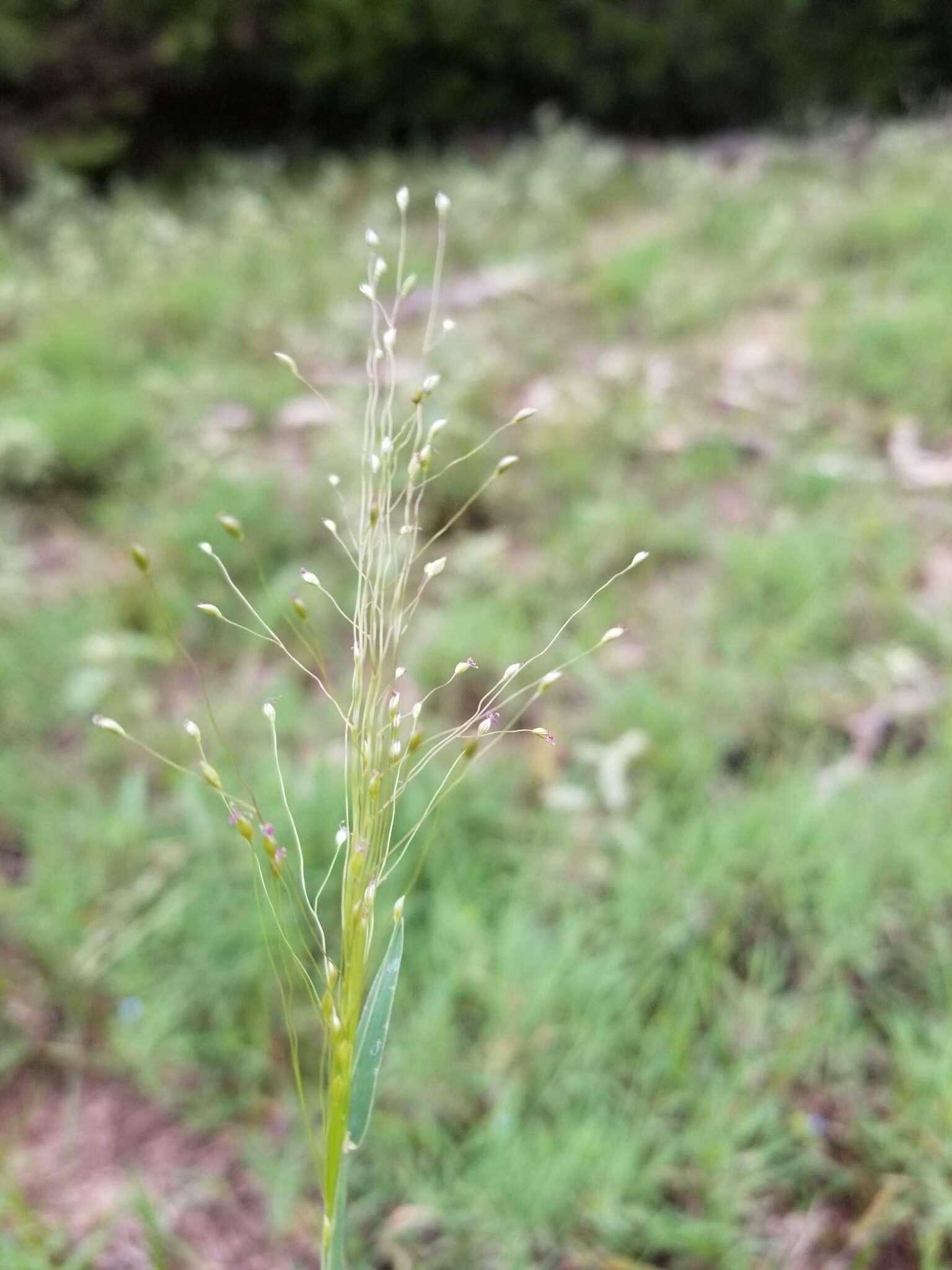 Image de Digitaria cognata (Schult.) Pilg.