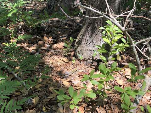 صورة Aspidoscelis sexlineatus sexlineatus (Linnaeus 1766)